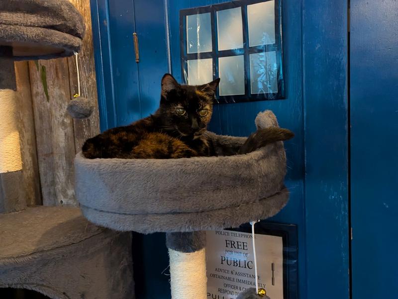She loves the perch! She is old and able to climb up it easily.