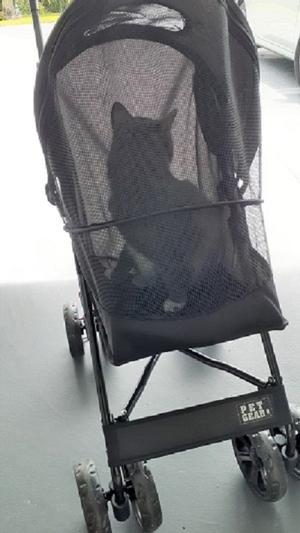 Source pet gear travel lite pet stroller /customized pet stroller carrier  Germany / wheeled pet stroller on m.