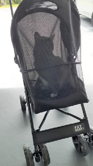 Travel lite outlet pet stroller