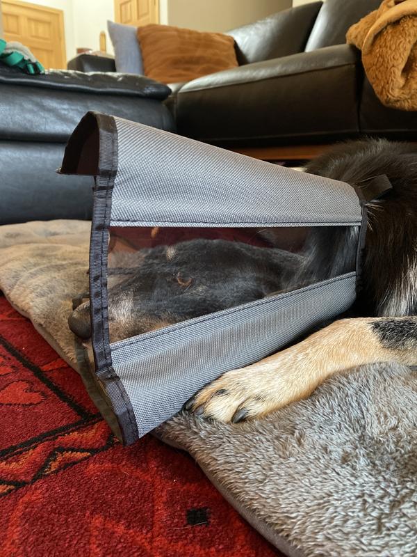 ZENPET ZenCone Soft Recovery Dog & Cat Collar, Large