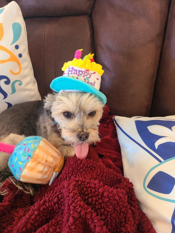 Roxie's feelings about her birthday hat