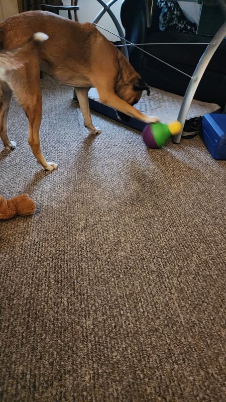 Product Review: StarMark Bob-A-Lot Interactive Dog Toy — This Dog life