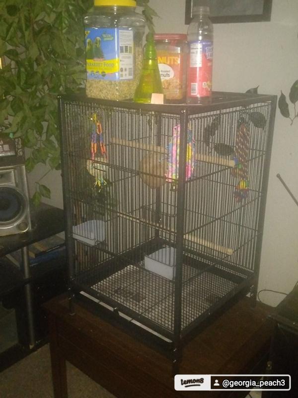 My 2 Pet Birds new home.