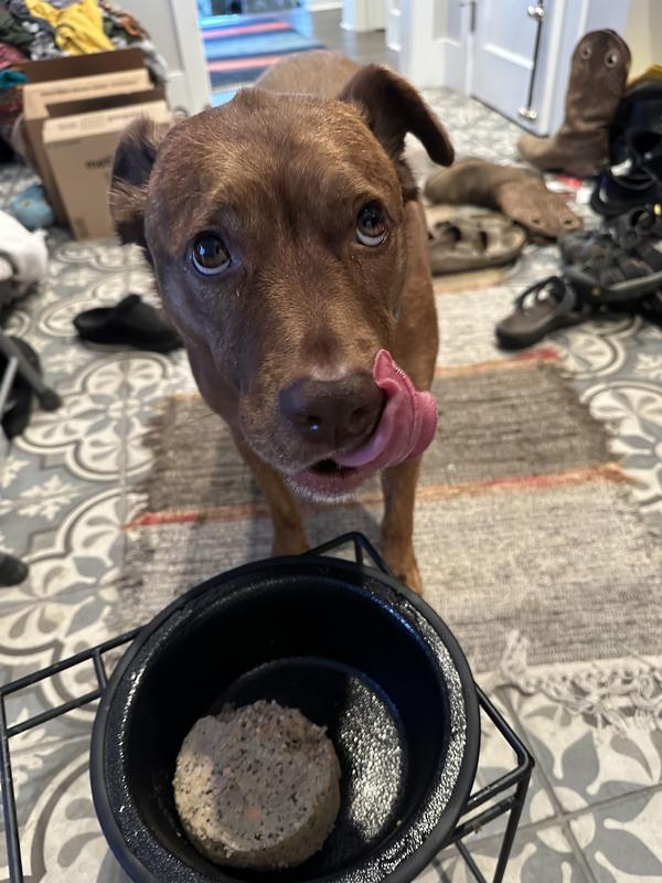 Pet Plate Lip Licken Lamb Entre