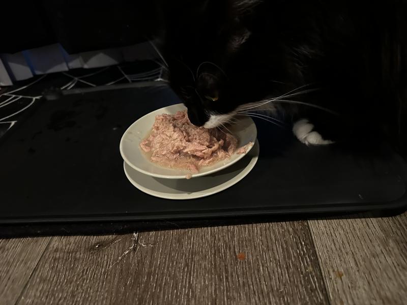 So happy we found a food our rescue cat absolutely loves!