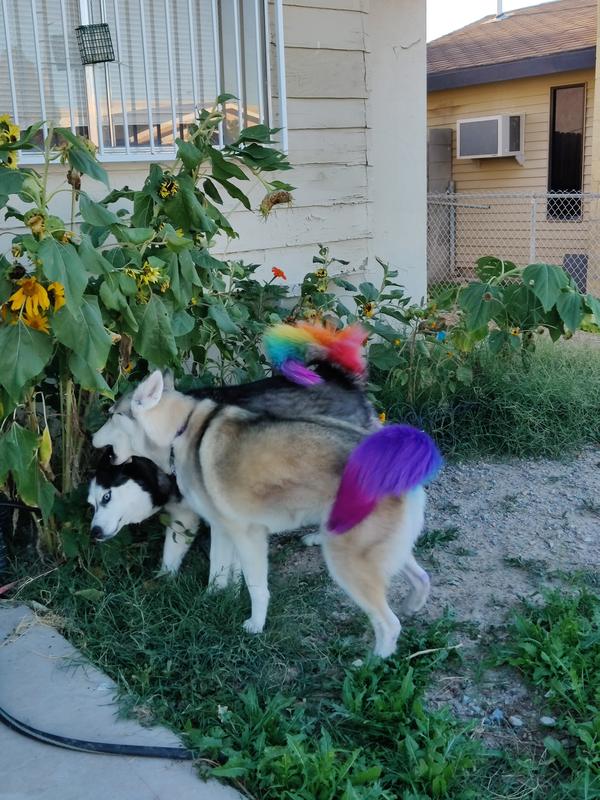 Playing in the yard