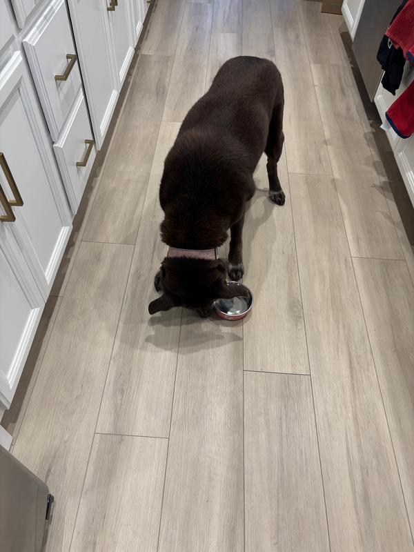 Lab sniffing out the treats from regular food