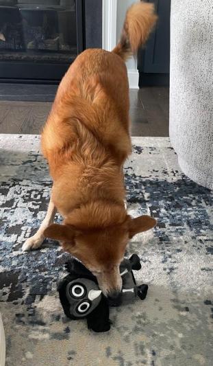 Frisco Halloween Spooky Owl Plush Squeaky Dog Toy