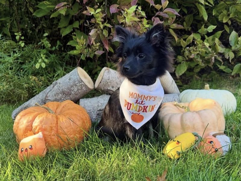 Truffles being my cute little pumpkin!!