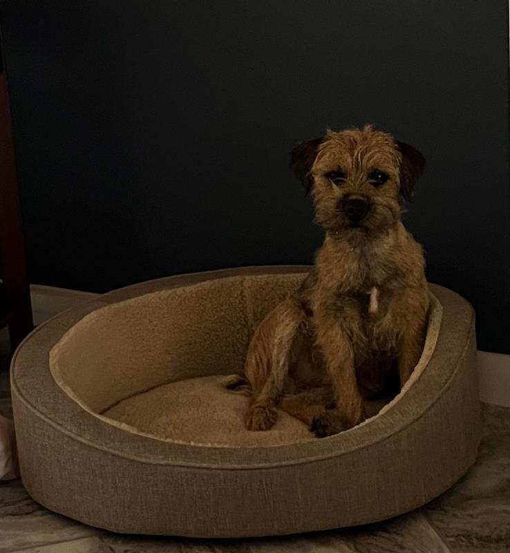 Harry the Border Terrier poses in his big boy bec