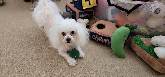 I love my ball from Chewy!