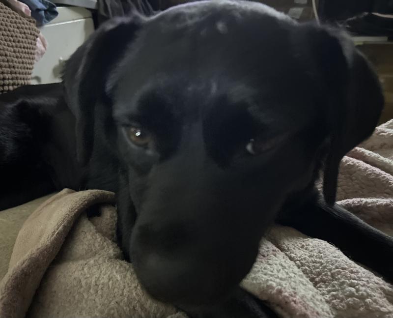 Trazodone (Generic) Tablets