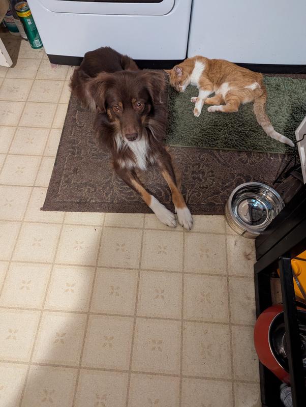 Resting & with me in the kitchen.