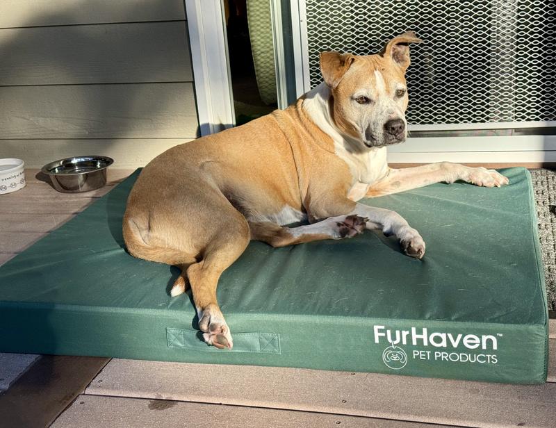 Suzi enjoying here new bed in the morning sun!