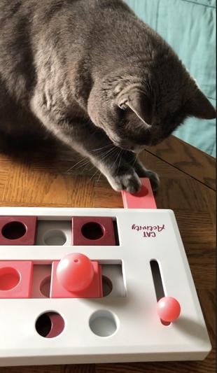 Trixie Activity Flip Board is a Fun Puzzle Toy for Cats - Patience for Cats