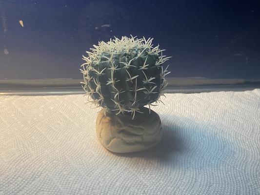 Exo Terra Desert Finger Cactus Terrarium Plant 1 Pack 15561229838 