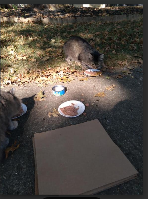 Kitties enjoying 9lives breakfast and dinner