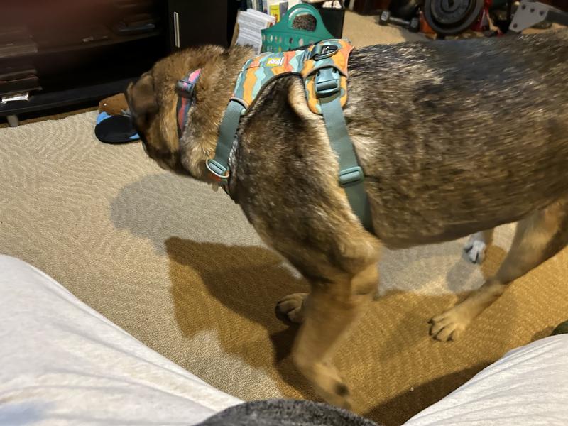 RUFFWEAR Front Range Reflective Front-Clip Dog Harness, Coastal