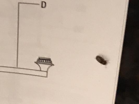 Live beetle..fast little guys