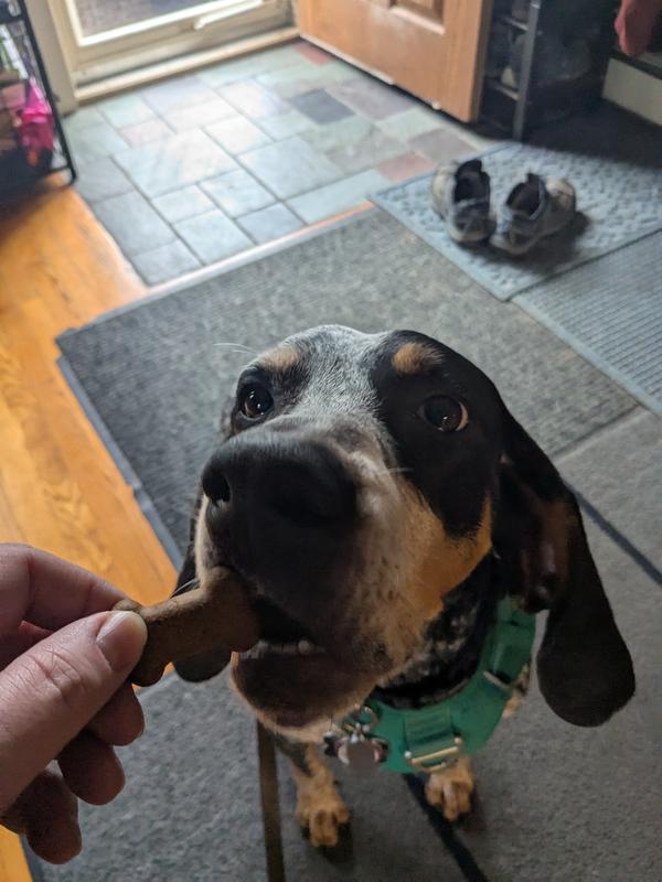 Buck the blue tick hound enjoying cricket treats