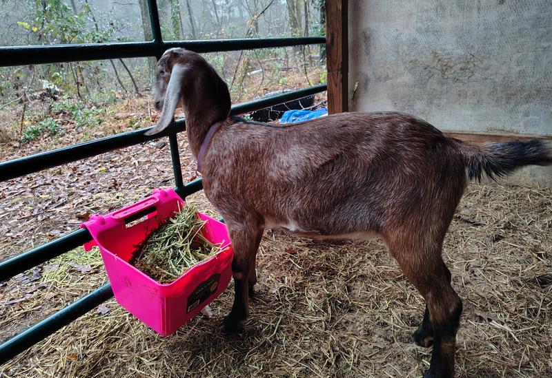 Loves her alfahay mixed with grain