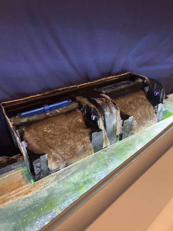 Rainbow tanks hang on back