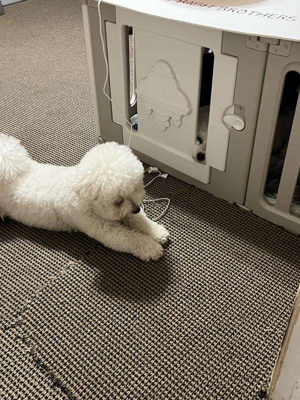 Buddy’s ready to head out for his walk