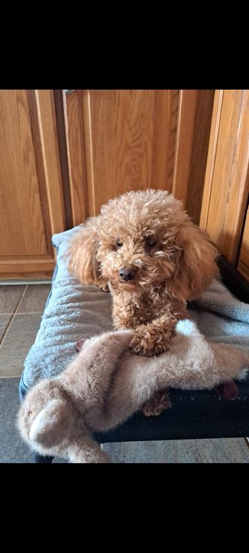 Poodle vs fuzzwoof bunny