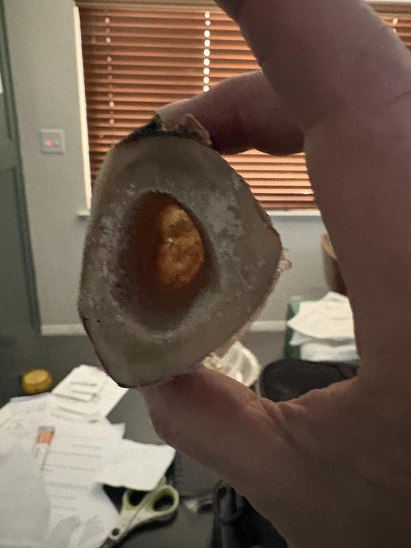 No marrow