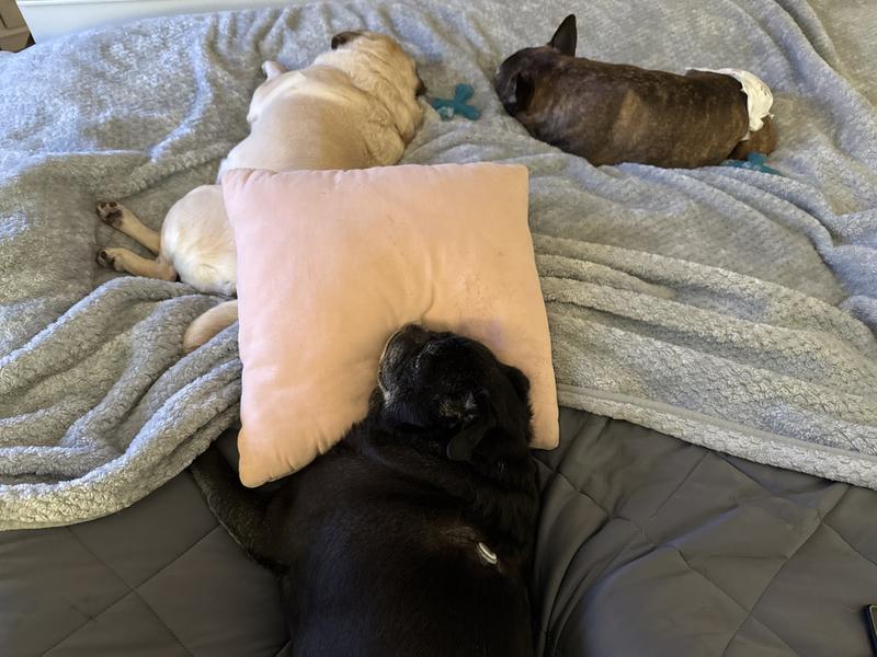 Bed pugs and a frenchie
