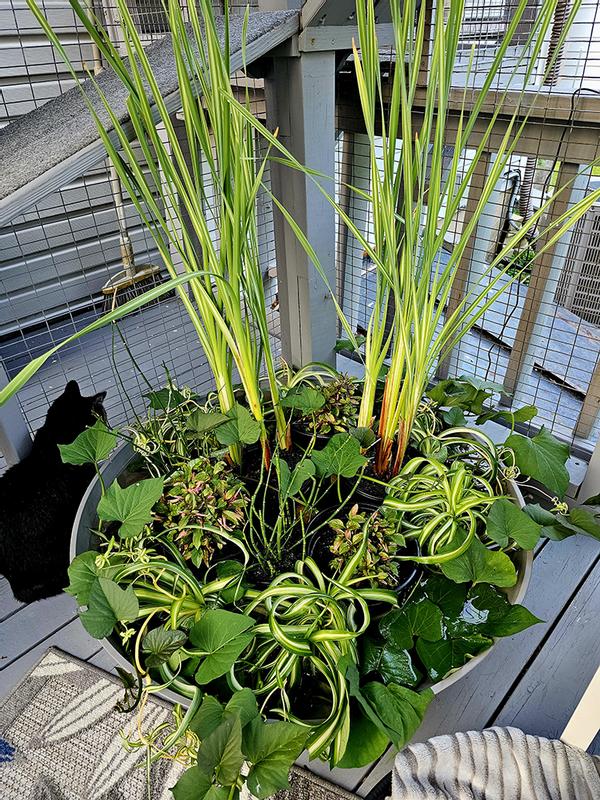 Catio Water Garden with all "Cat Safe" plants and solar powered bubbler