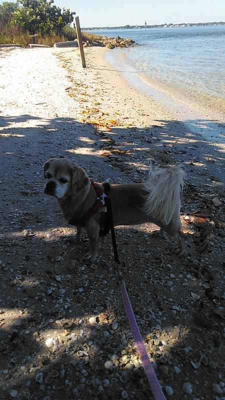 MOLLY, lovin the beach !!