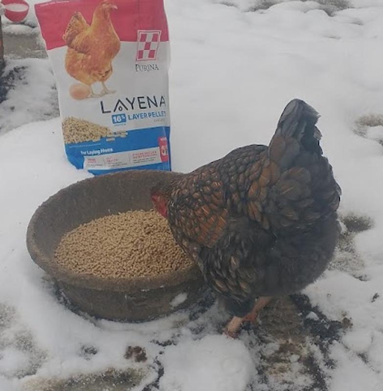 My chickens enjoying their Layena Layer Pellet
