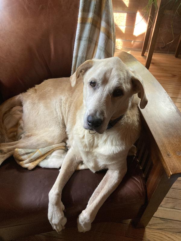 Sherlock, 15+, rescued at 9.