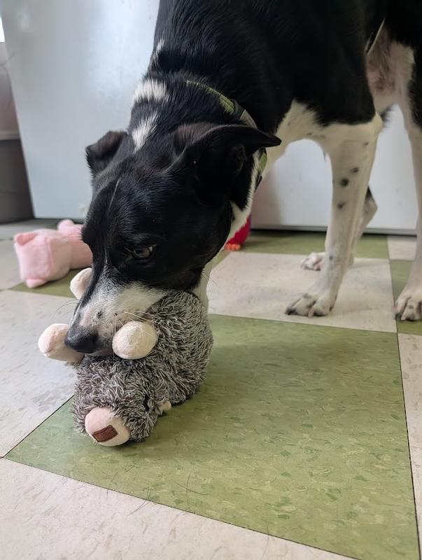 Hedgehog...the favorite!