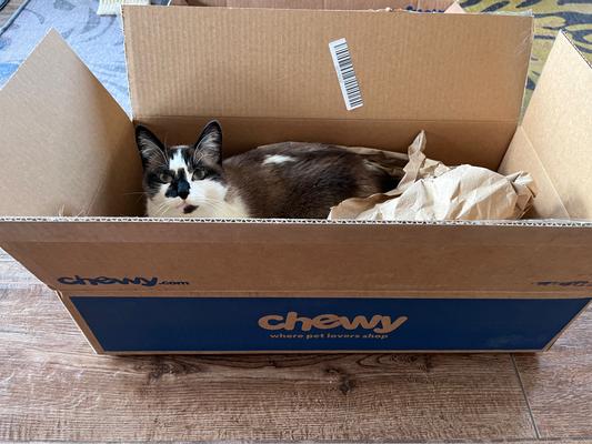 Latte loves Chewy's boxes!