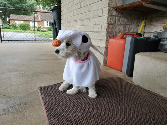 RUBIE S COSTUME COMPANY Zero Dog Costume reviews Chewy