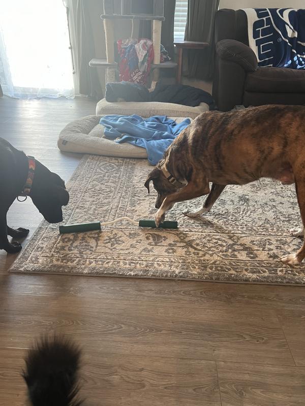 55lb and 65lb dogs pictured