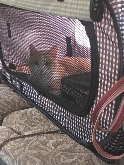 Buy Portable Cat Cage Carrier with Litter Box, #USA