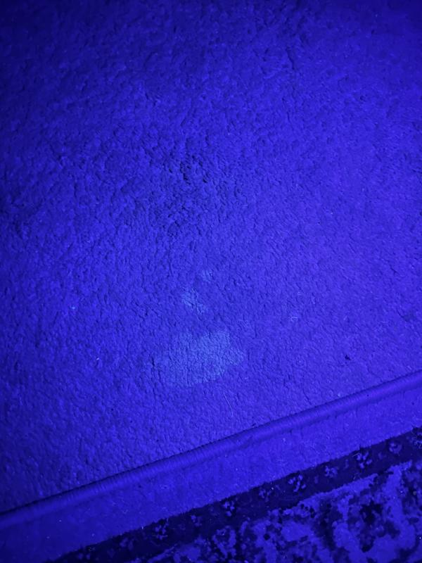 LIGHTVISE Universal LED ClampOn Dual UV Dog & Cat Pet Urine Stain