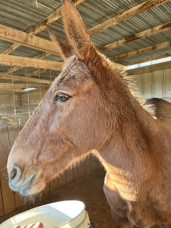 Linn-Willa, just prior to realizing the supplements great taste