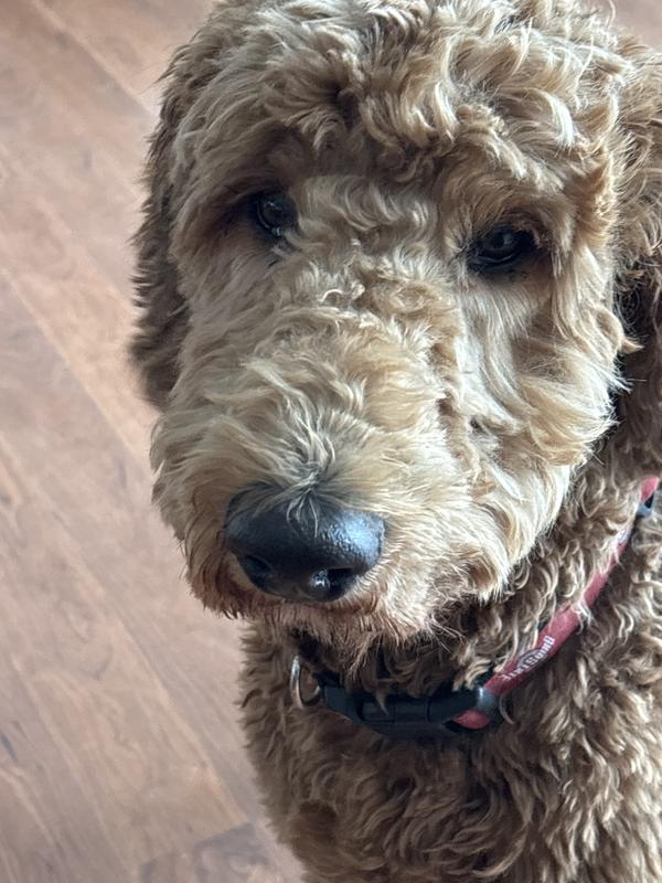 Ahhhh my ears feel and smell great!