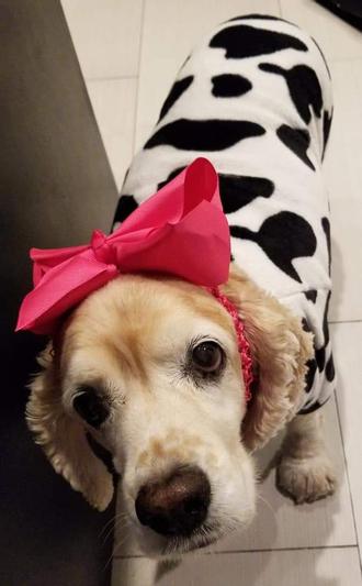 She loved her Chewy outfits!