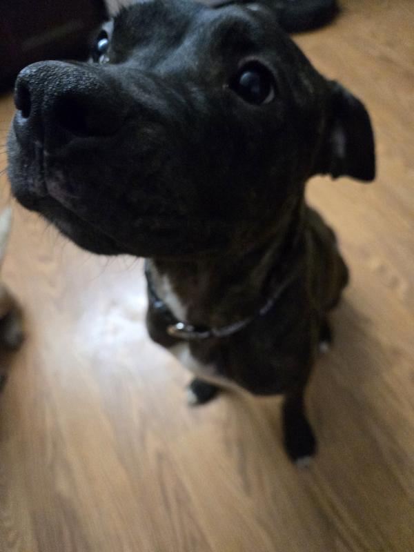 My 1 1/2 year old pit Zero Rae