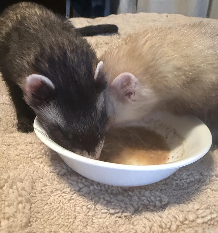 The ferrets enjoyed it immediately.