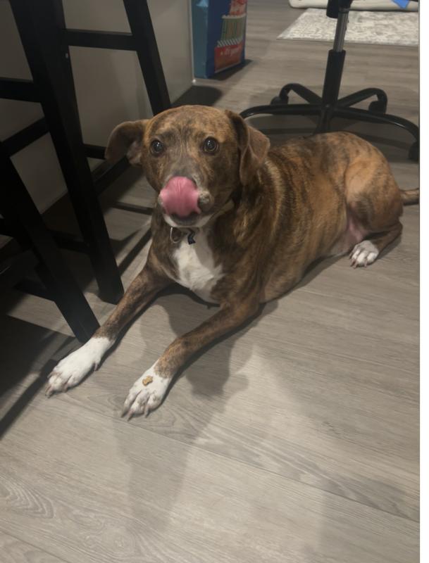 65 lb dog paw for size comparison.