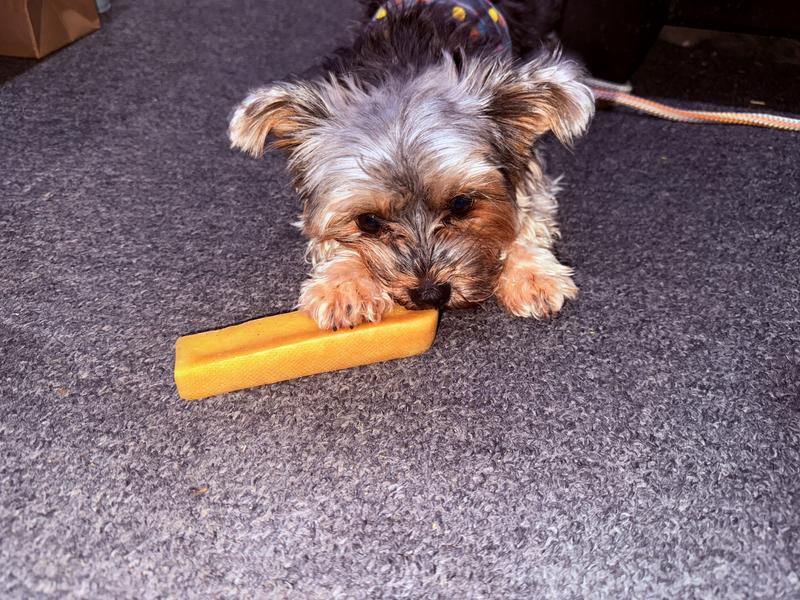 Mattie (5lbs) goes crazy for these