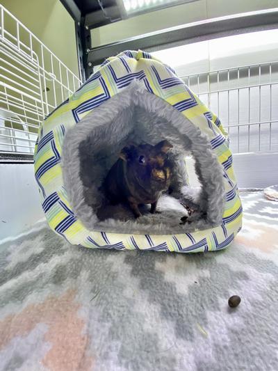 Frisco Geometric Plush Small Pet House