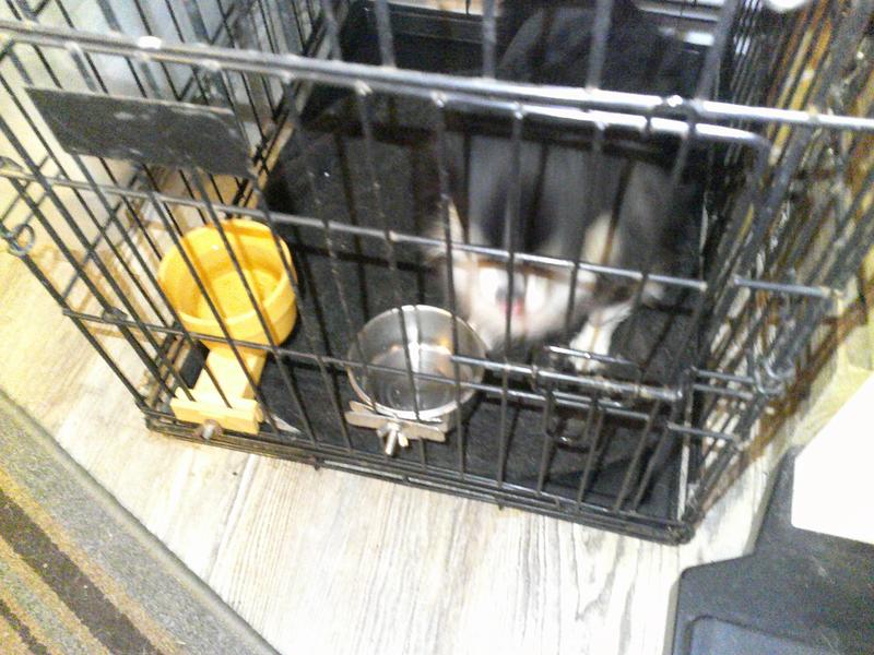 fed in their crates so each gets their allotted amount