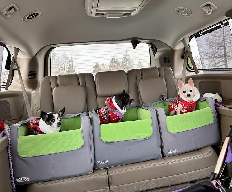 Three little Chis sitting in a row❤️❤️❤️